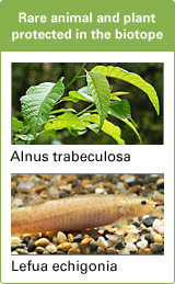 Rare animal and plant protected in the biotope Alnus trabeculosa Lefua echigonia